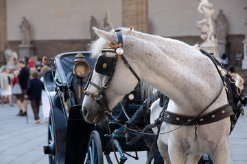 Pferdekutsche am Piazza della Signoria