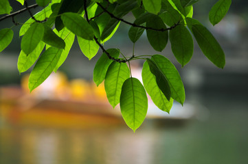 Fototapeta na wymiar Green leaf and boat at park