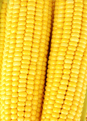 Crude corns close-up