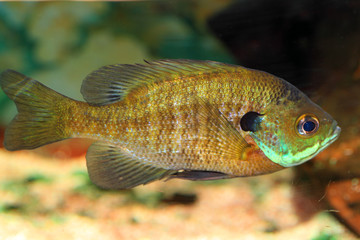 Fototapeta premium Bluegill Sunfish (Lepomis macrochirus) in Japan