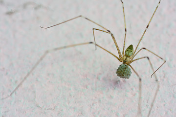 spider and it's eggs on the wall