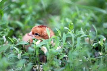 Little cute chicken on green grass, outdoors