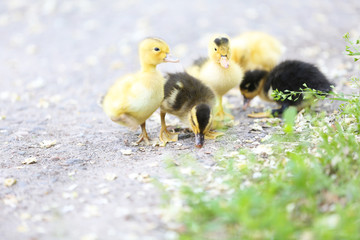 Little cute ducklings, outdoors