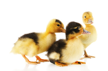 Little cute ducklings isolated on white
