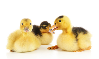 Little cute ducklings isolated on white