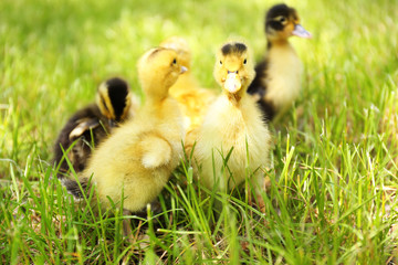 Little cute ducklings on green grass, outdoors