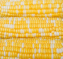 corn yellow and white good for background