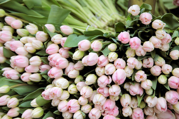 rosa Blumen in einem Blumenladen