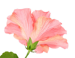 Red Hibiscus flower, close-up, isolated on white