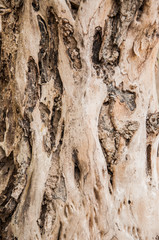 Bark of Tree