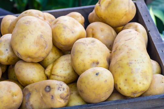 New crop white potatoes at market