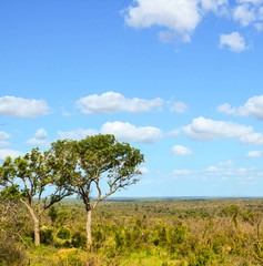 Fototapeta na wymiar Acacia tree in the open savanna plains