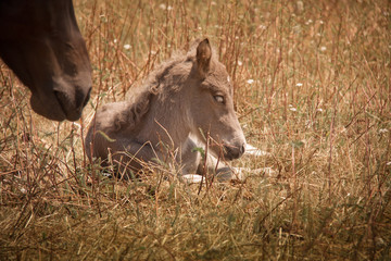 Fototapeta premium Mutterstute und Fohlen