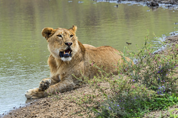 Tansania-Löwe-14755