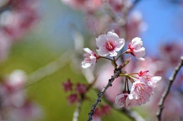 桜