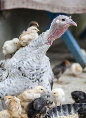 Hen