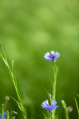 Beautiful cornflowers, outdoors