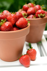 Ripe sweet strawberries in pots on table in garden