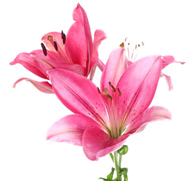 Fototapeta Beautiful pink lily flowers, isolated on white