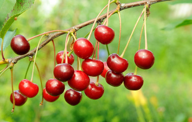 Branch of ripe cherry