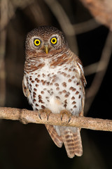 African barred owlet (Glaucidium capense)
