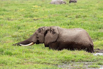 Naklejka na ściany i meble African elephant in marshland, Amboseli National Park