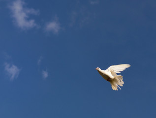 White pigeon on the sky.