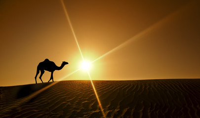 Silhouette d& 39 un chameau marchant seul dans le désert de Dubaï