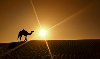 Fotobehang Kameel Silhouet van een kameel die alleen in de woestijn van Dubai loopt