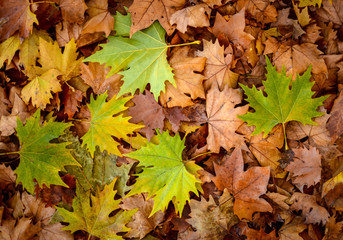 Autumn leaves background - Autumn concept