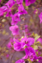 Fototapeta premium Purple bougainvillea