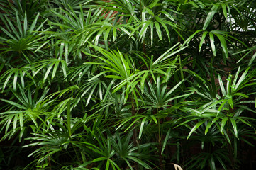 bamboo palm or lady palm