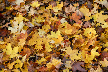 Autumn leaves background
