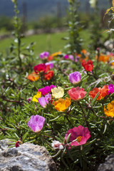 Obraz premium different colors of moss rose flowers
