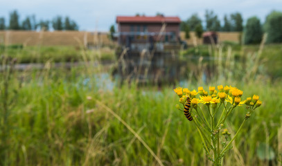 Yellow flowering Ragwort plant with a caterpillar.