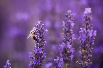 Bee on the lavender