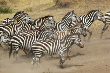 Fototapeta na wymiar Herd of zebras gallopping