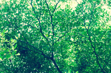 Green Tree looking up