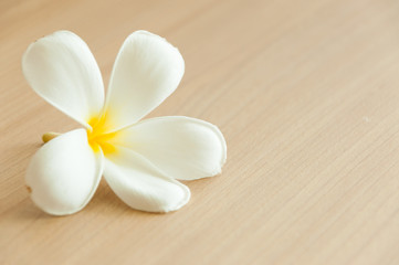 frangipani on wooden background
