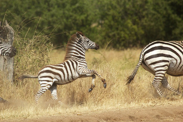 Fototapeta na wymiar A young zebra gallopping
