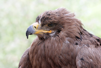 Old Golden Eagle