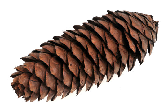 Pomme de pin