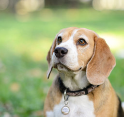 Beautiful Beagle dog portrait outdoors