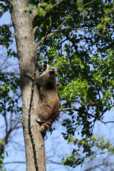 Waschbär