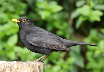 Close up of a Male Blackbird