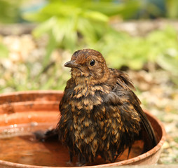 Hot baby female Blackbird cooling down