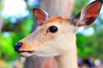 Sika Deer (Cervus nippon) in Japan 