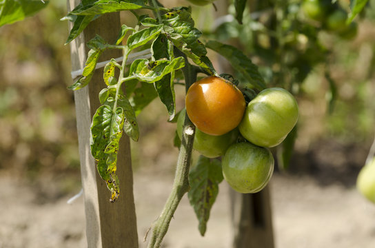 Tomato in garden