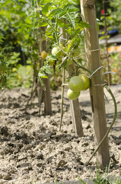 Young fresh tomato in garden