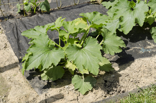 zucchini plant